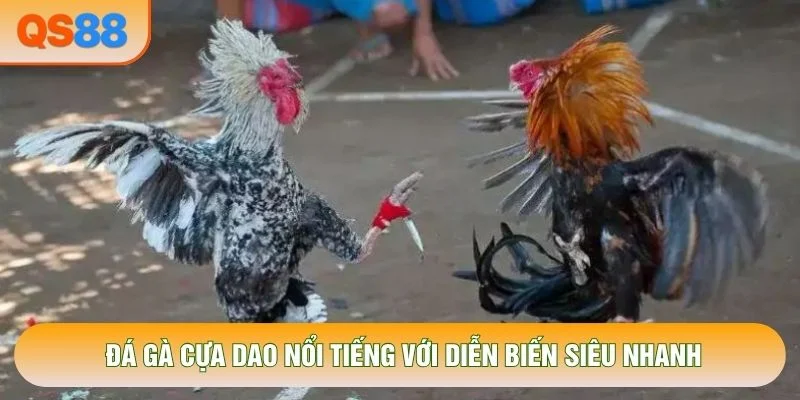 Đá gà cựa dao nổi tiếng với diễn biến siêu nhanh