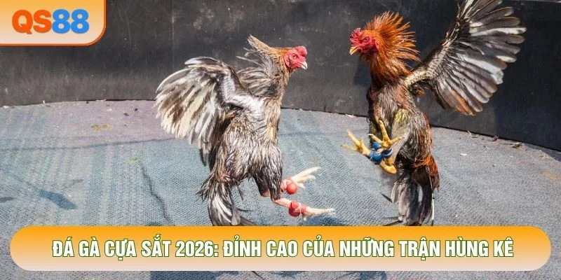 Đá Gà Cựa Sắt 2026: Đỉnh Cao Của Những Trận Hùng Kê