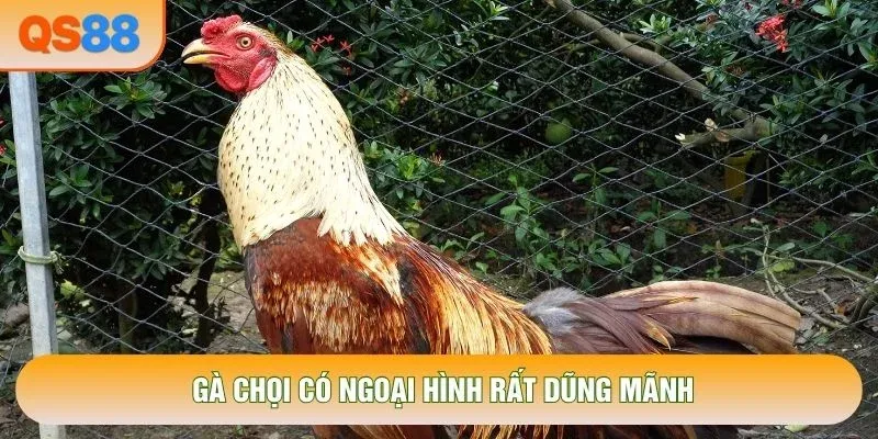 Gà chọi có ngoại hình rất dũng mãnh