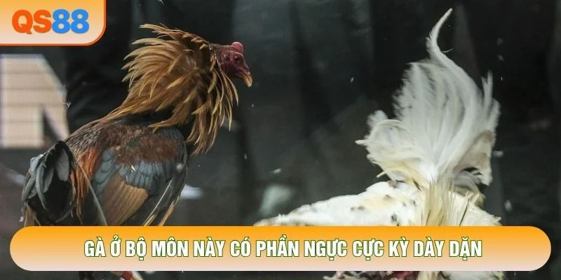 Gà ở bộ môn này có phần ngực cực kỳ dày dặn
