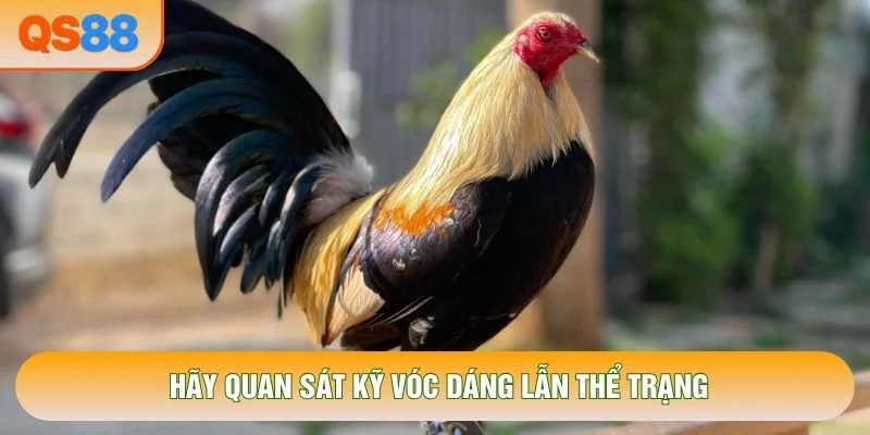 Hãy quan sát kỹ vóc dáng lẫn thể trạng Hãy quan sát kỹ vóc dáng lẫn thể trạng