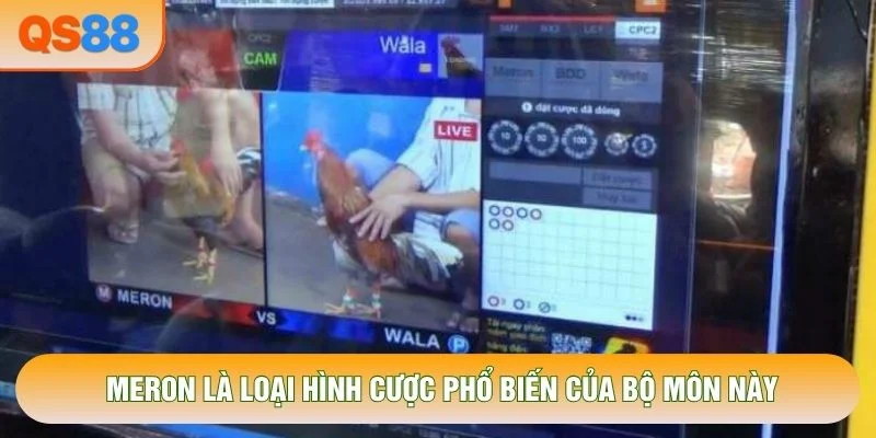 Meron là loại hình cược phổ biến của bộ môn này
